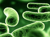 Bacteriën steeds vaker resistent